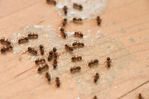 Best Wildlife Control Services  in South Barre, VT