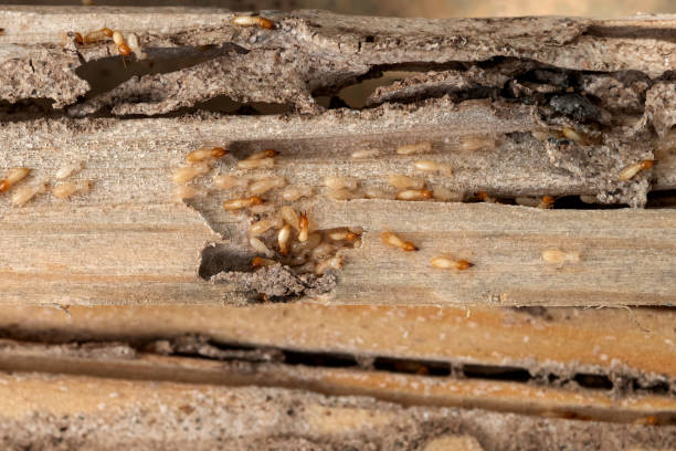 Best Termite Control Services  in South Barre, VT