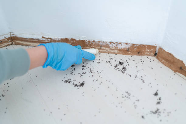Trusted South Barre, VT Pest Control Experts
